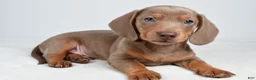 Miniature Dachshund dogs for sale: Gus - Ad 1
