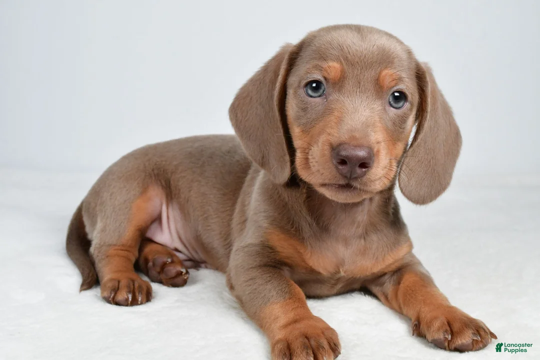 Miniature Dachshund dogs for sale: Gus - Ad 1