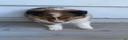 Shetland Sheepdog dogs for sale: Leif  - Ad 10