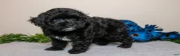 Yorkiepoo dogs for sale: Delta - Ad 3