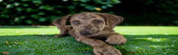Catahoula Leopard Dog dogs for sale: Tigger 2026 Female 3 - Ad 5
