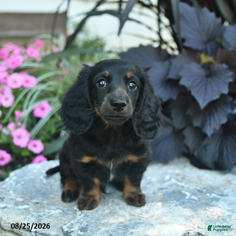 Miniature Dachshund dogs Boots  - Ad 2
