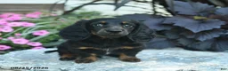 Miniature Dachshund dogs for sale: Boots  - Ad 5