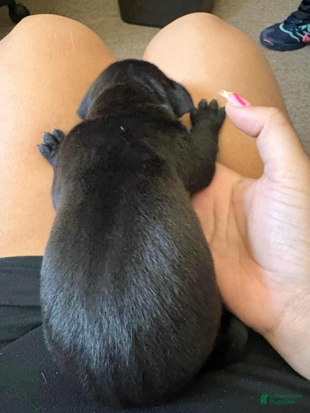American Pit Bull Terrier dogs for sale: American Pit Bull Terrier 6 - Ad 2