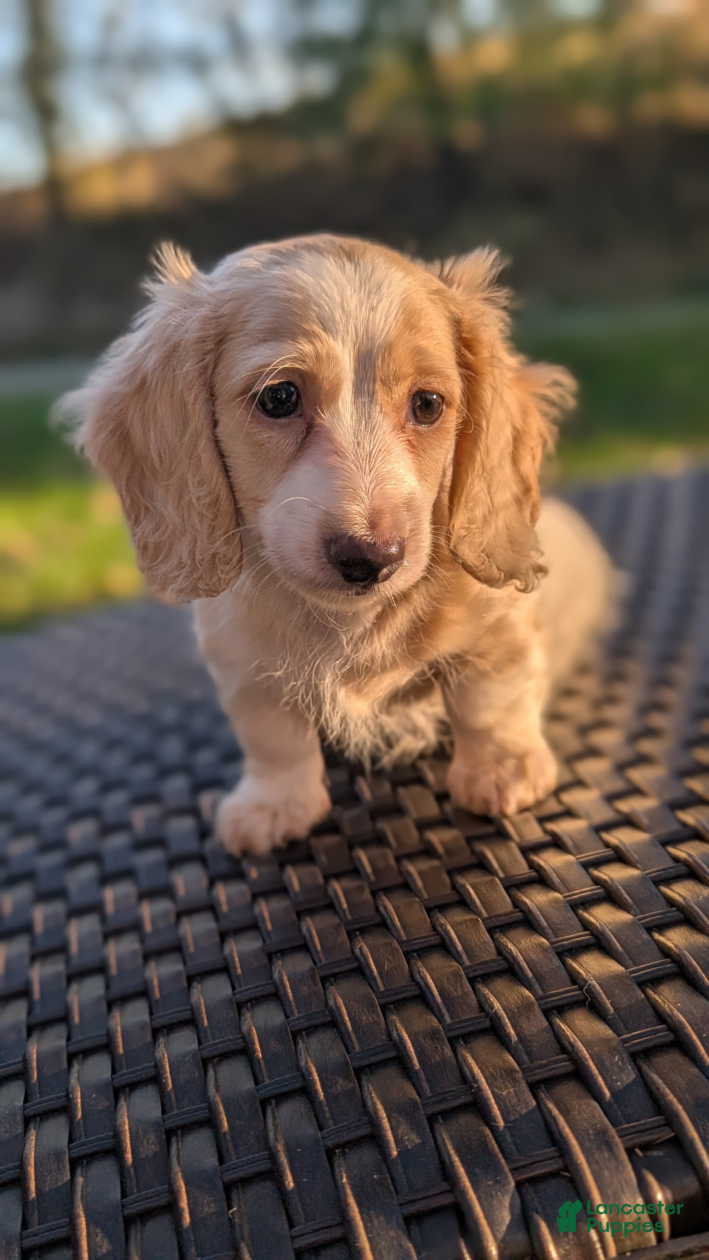 Miniature Dachshund dogs for sale: Pumpkin spice latte - Ad 36