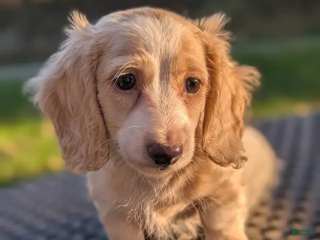 Miniature Dachshund dogs for sale: Pumpkin spice latte - Ad 19