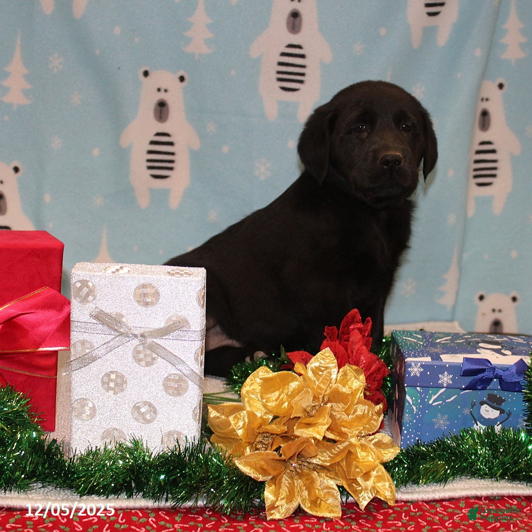 Goldador dogs for sale: Bruno - Ad 2