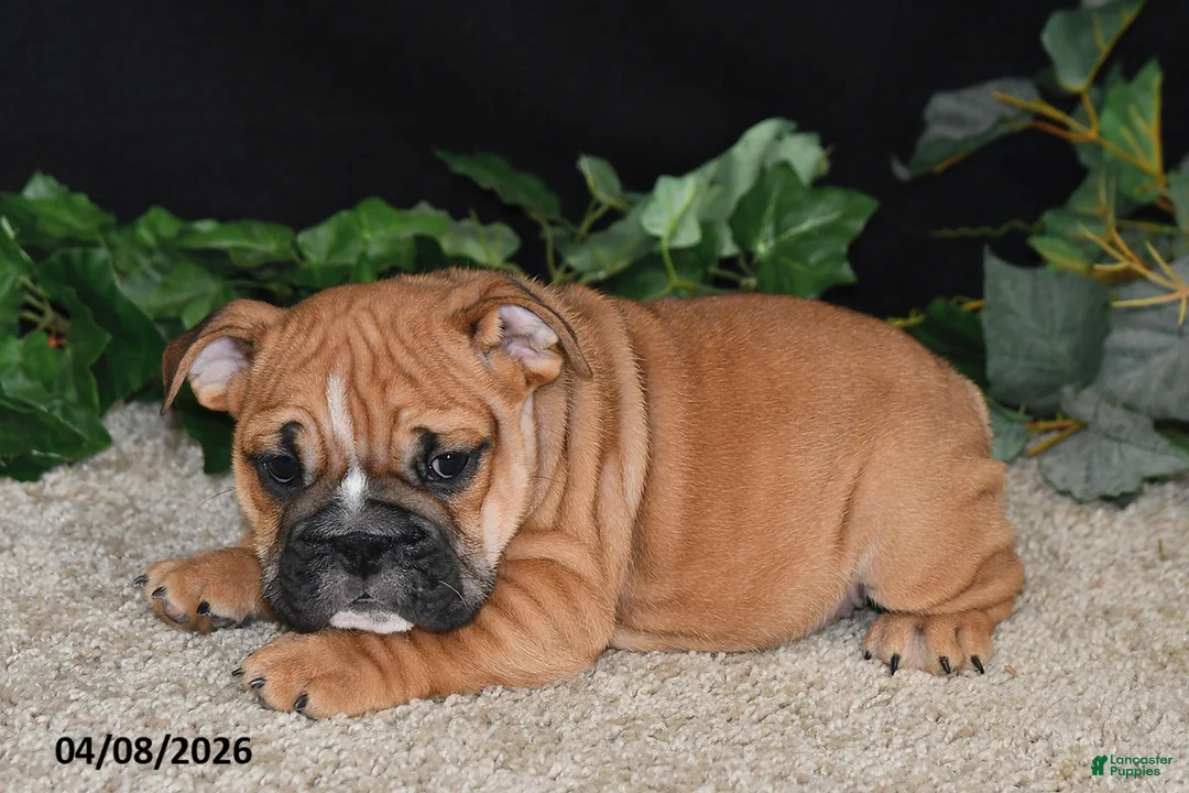 English Bulldog dogs for sale: Thor - Ad 1