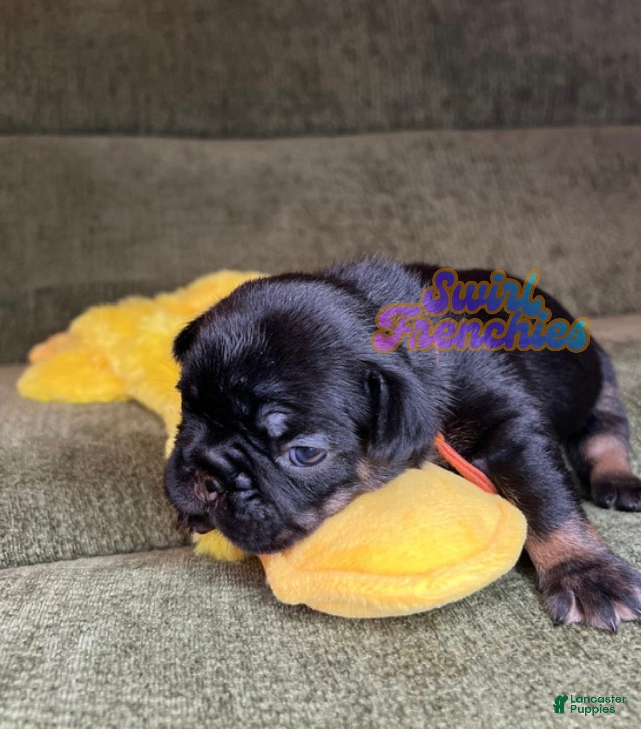 French Bulldog dogs for sale: Poppy - Ad 3