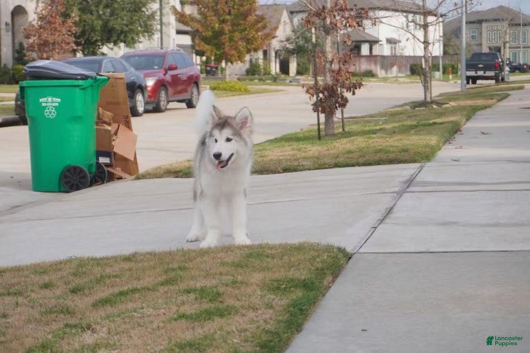 Alaskan Malamute dogs for sale: Xiao Lv - Ad 32