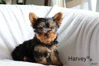 Yorkshire Terrier dogs for sale: Harvey - Ad 1