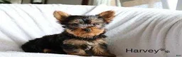 Yorkshire Terrier dogs for sale: Harvey - Ad 1