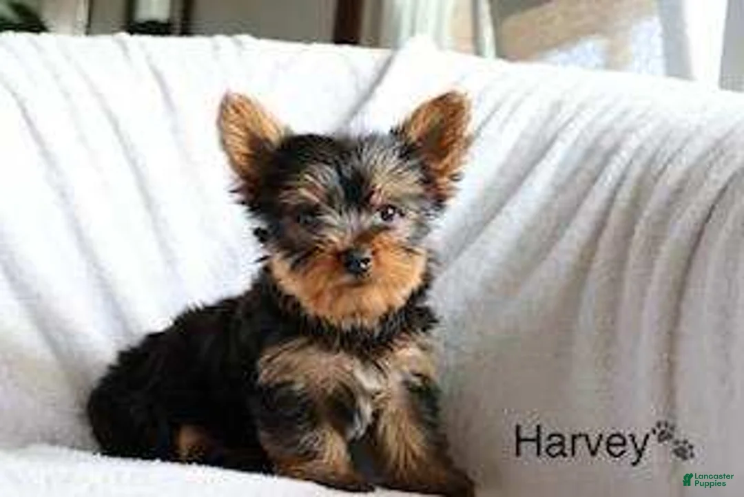 Yorkshire Terrier dogs for sale: Harvey - Ad 1