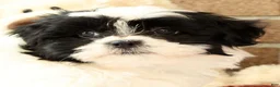 Shih Tzu dogs for sale: Willow - Ad 9