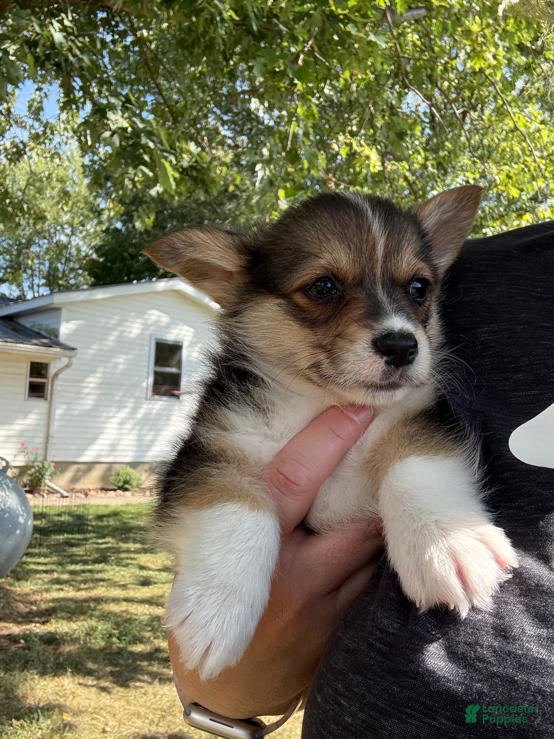 Welsh Corgi Pembroke dogs for sale: Jesse - Ad 3