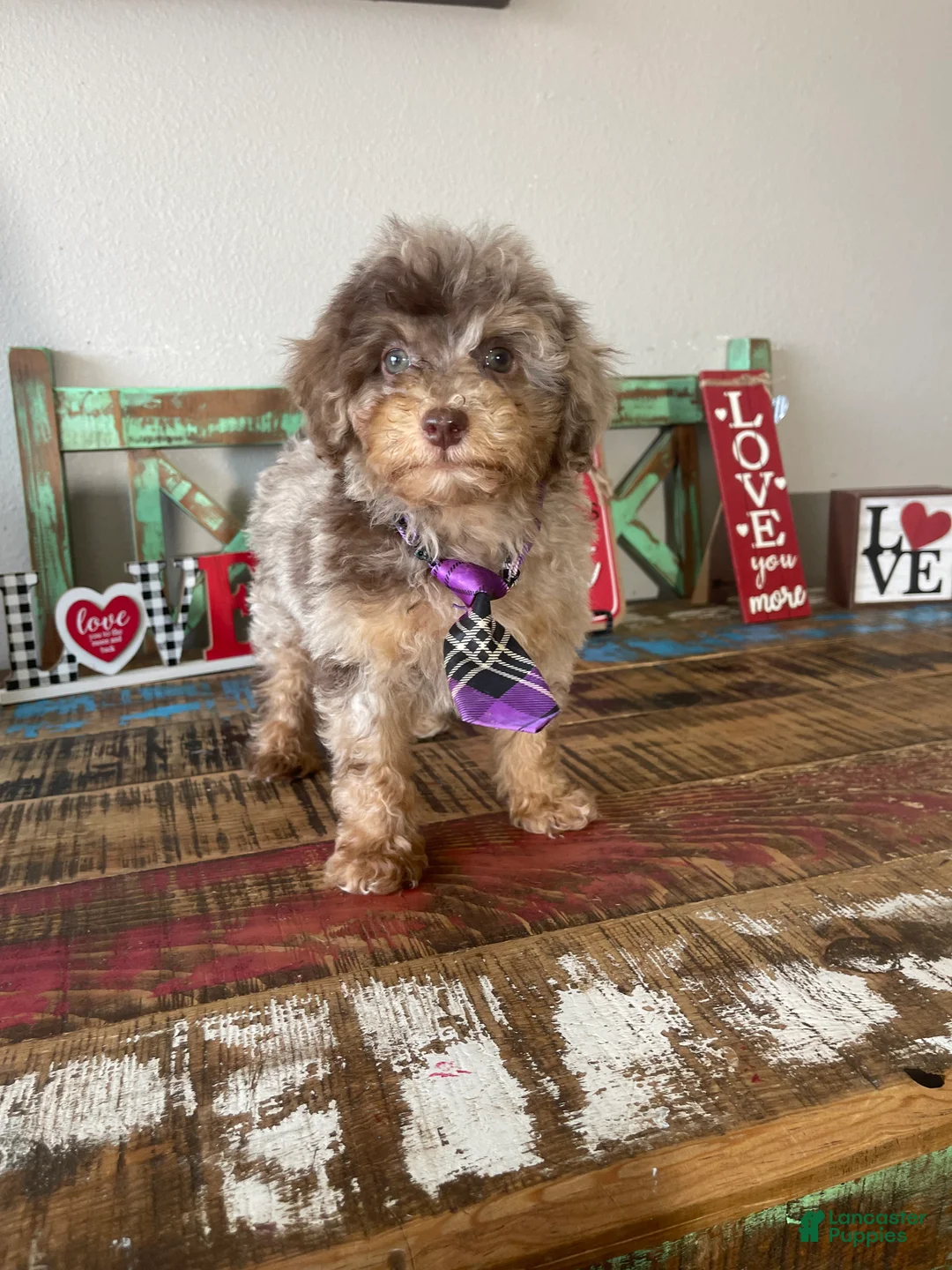 Miniature Poodle dogs for sale: Akc Clear Chocolate Merle Phantom Boy  - Ad 11