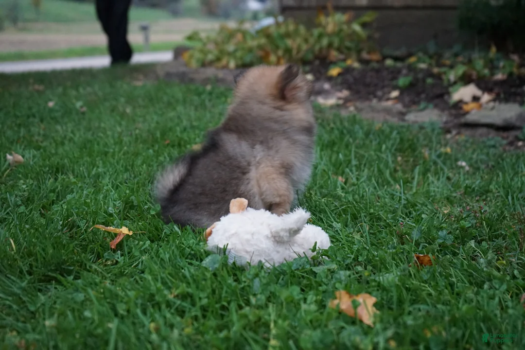 Pomeranian dogs for sale: Jimmy - Ad 5