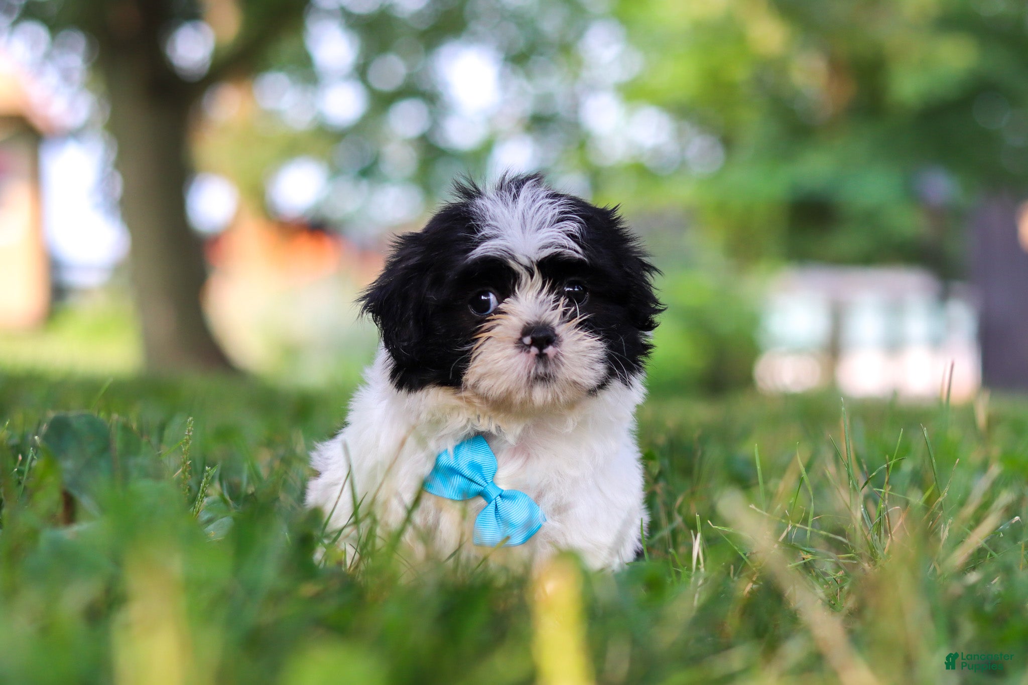 Shih Tzu dogs Ace - Ad 2