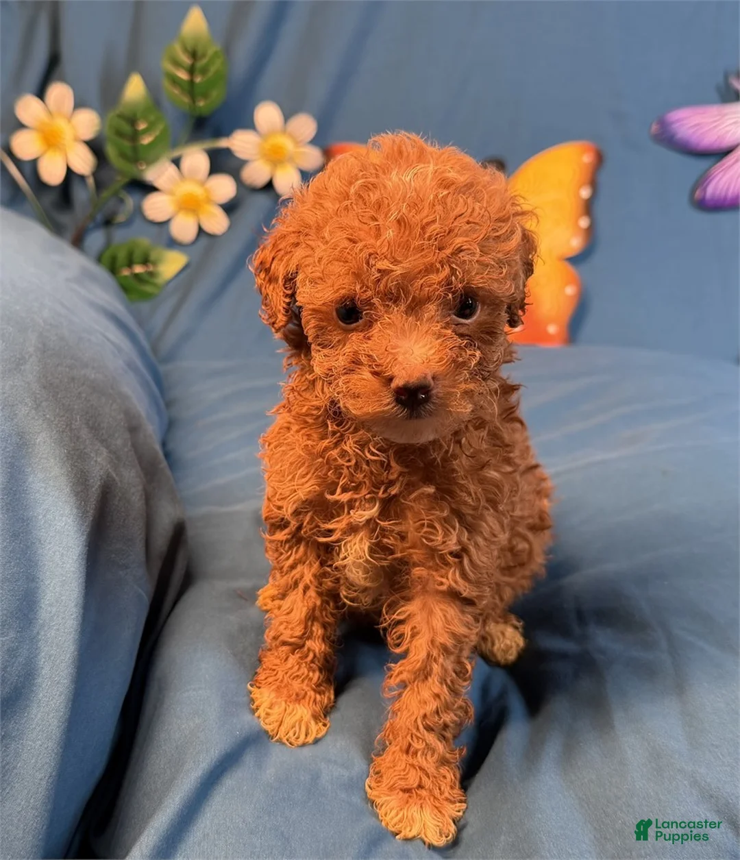Miniature Poodle dogs for sale: Miniature Poodle 2 - Ad 2