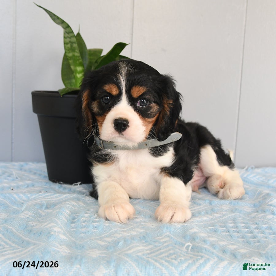 Cavalier King Charles Spaniel dogs Sundog - Ad 2