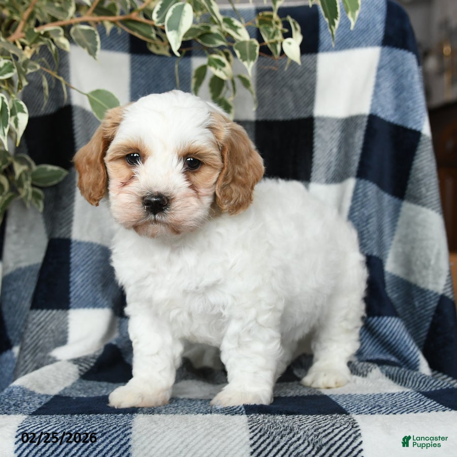 Mixed Breed dogs Oakley - Ad 2