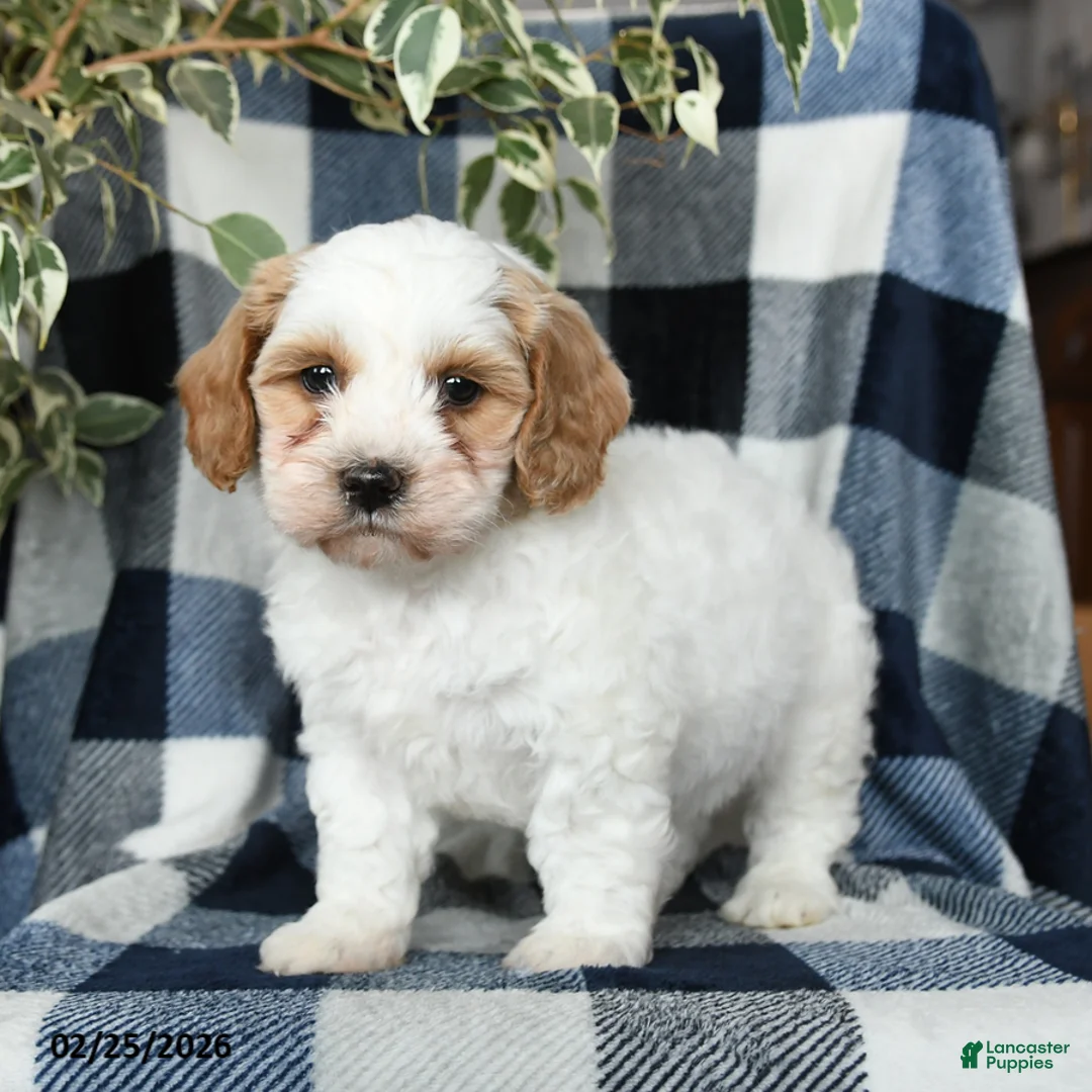 Mixed Breed dogs for sale: Oakley - Ad 2