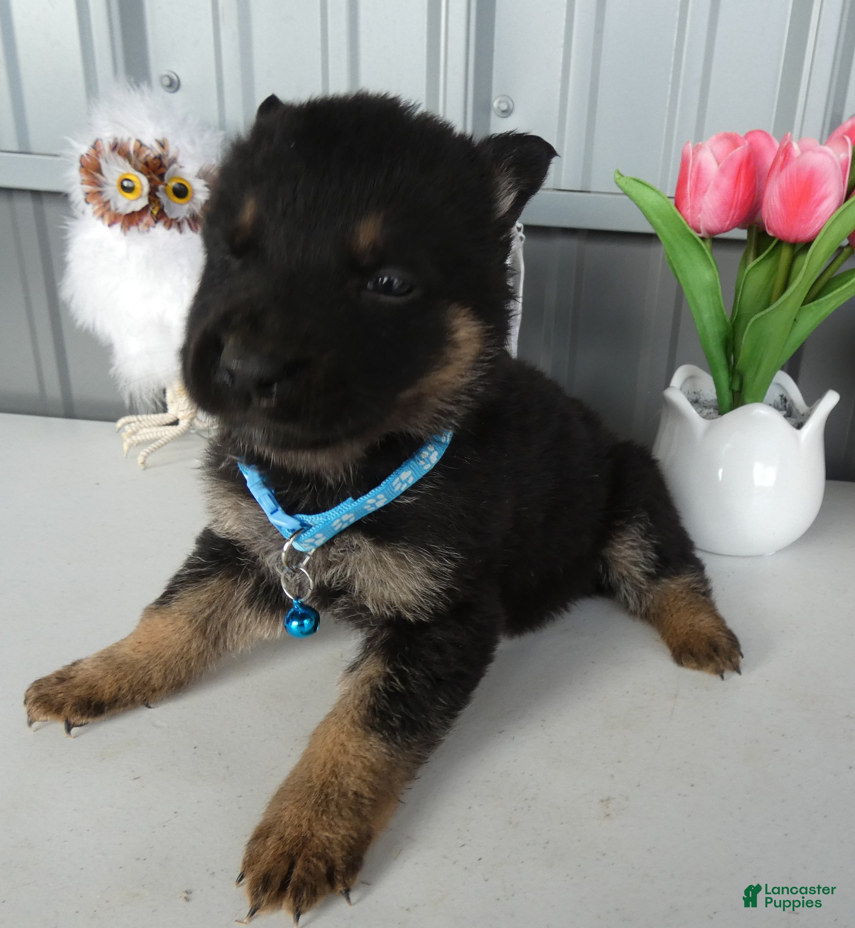German Shepherd dogs for sale: German Shepherd Puppy 8 Macy - Ad 3