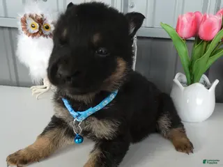 German Shepherd dogs for sale: German Shepherd Puppy 8 Macy - Ad 3