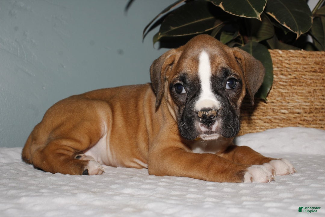 Boxer dogs for sale: Boxer Puppy 2 - Ad 3