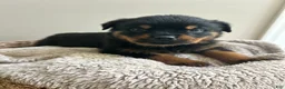 Rottweiler dogs for sale: Cookie - Ad 4