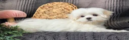 Maltese dogs for sale: Sky - Ad 3