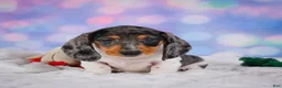 Miniature Dachshund dogs for sale: Prince - Ad 3