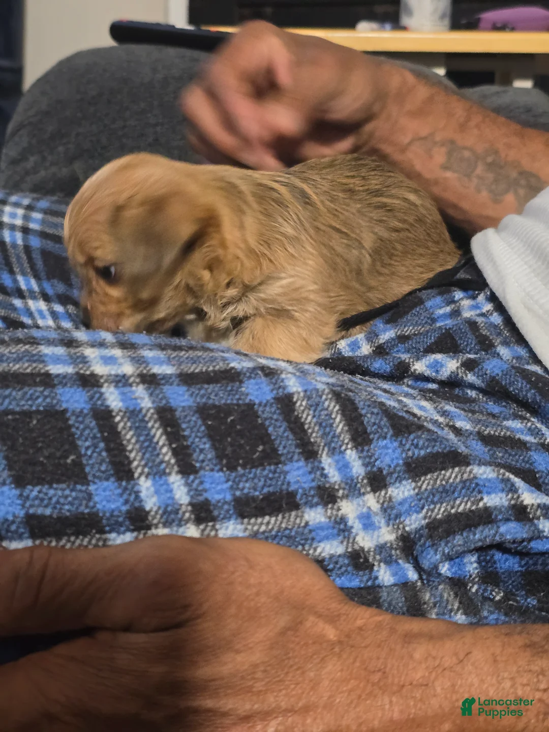 Morkie dogs for sale: BEAR - Ad 2