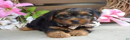 Yorkshire Terrier dogs for sale: Chase - Ad 7