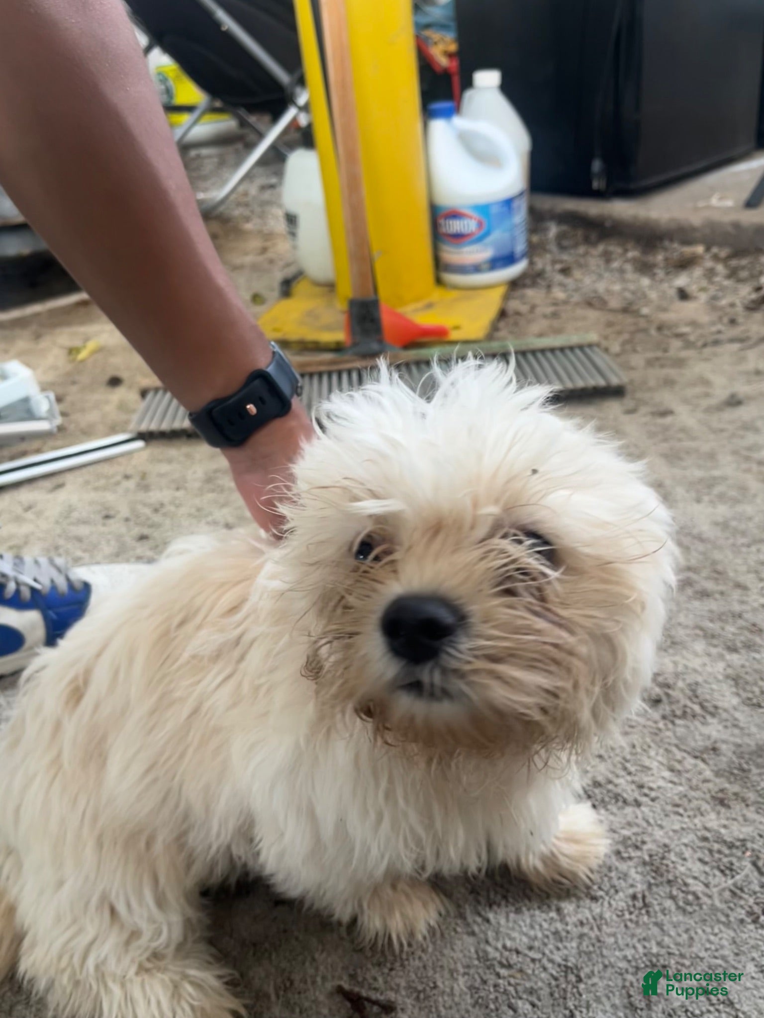 Mixed Breed dogs Chloe - Ad 34