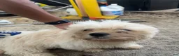 Mixed Breed dogs for sale: Chloe - Ad 1