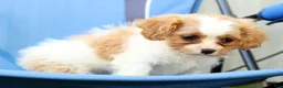 Cavapoo dogs for sale: Roxie - Ad 8