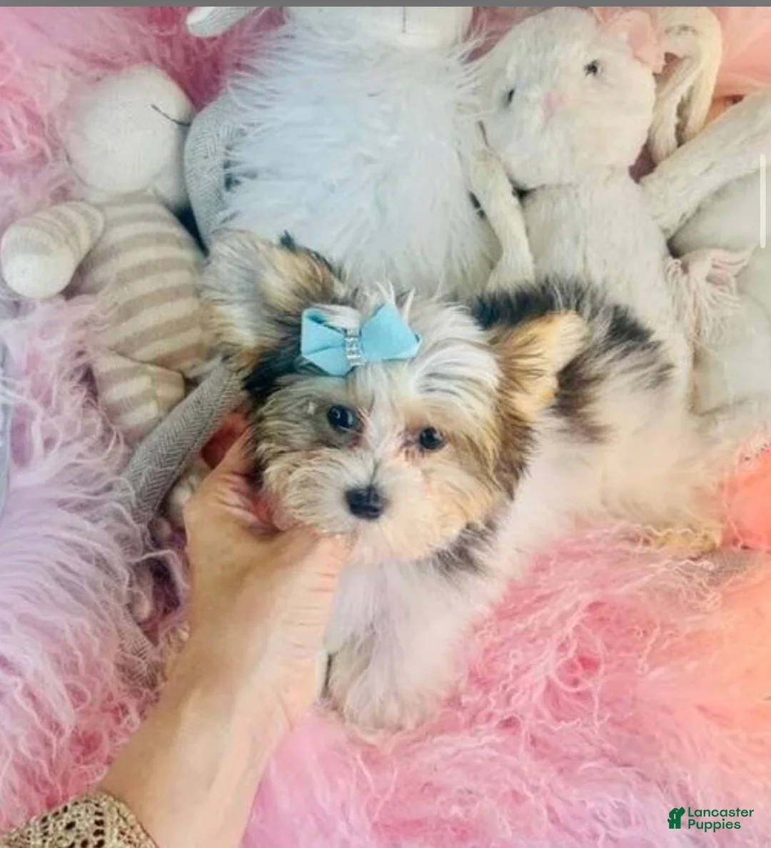Biewer Terrier dogs for sale: Biewer Terrier 1 - Ad 2