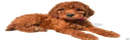 Standard Poodle dogs for sale: Abigail - Ad 5