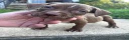 American Bully dogs for sale: Prince - Ad 5