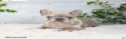 French Bulldog dogs for sale: Pixie - Ad 4