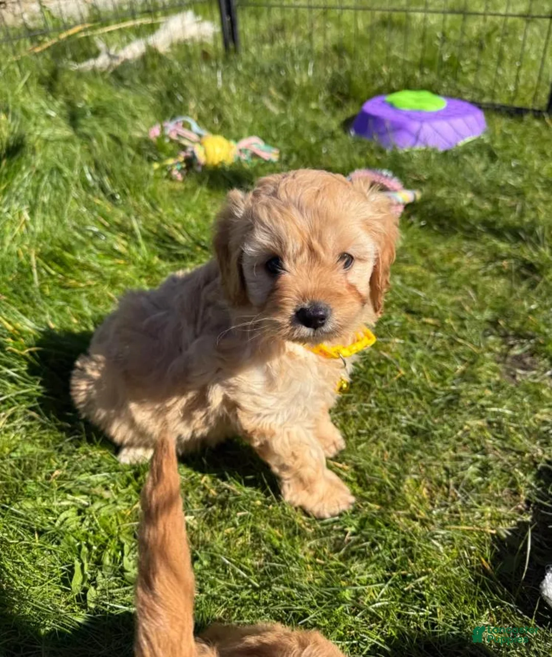 Cavapoo dogs for sale: Nelly - Ad 1