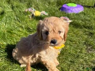 Cavapoo dogs Nelly - Ad 10