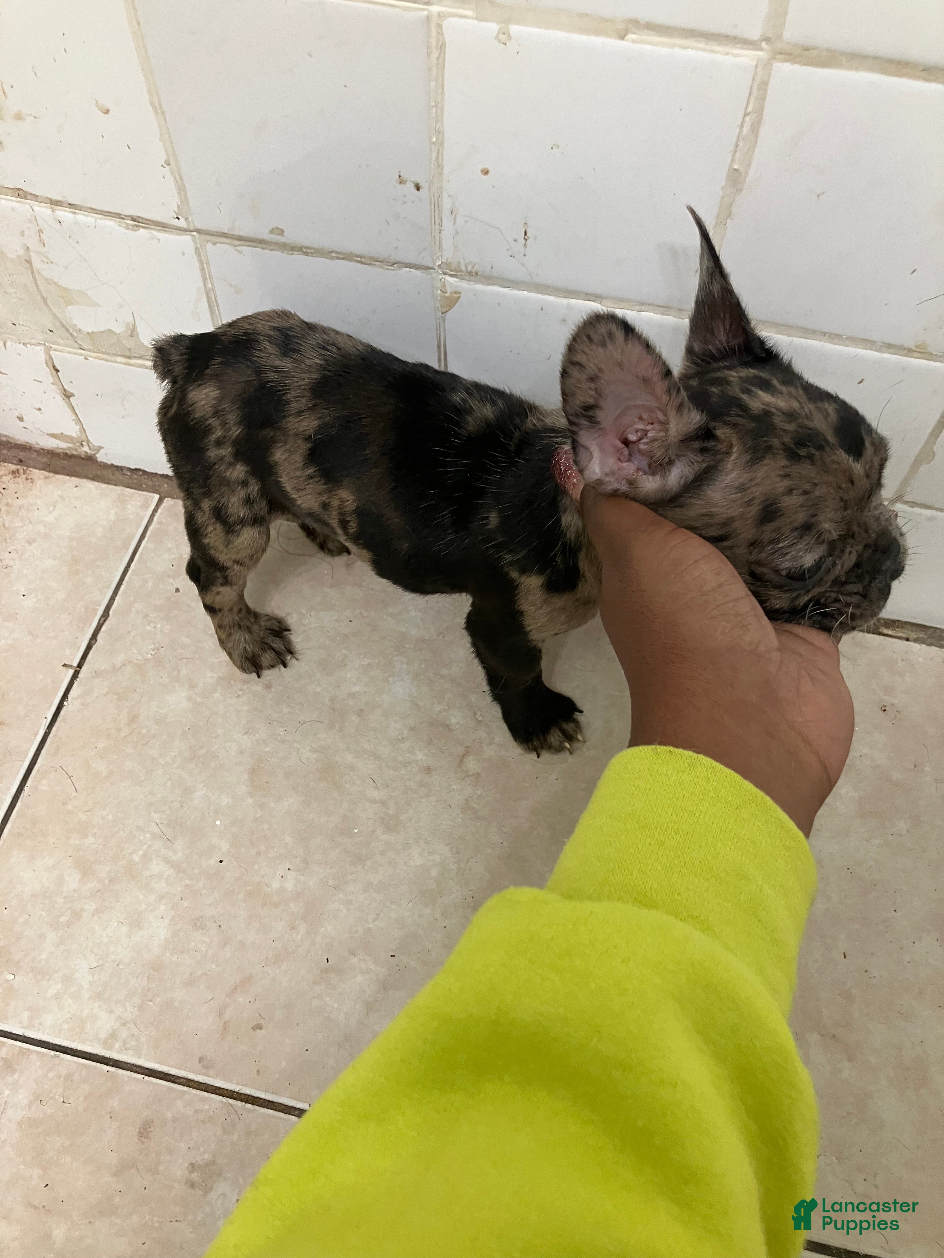 French Bulldog dogs for sale: French Bulldog 2 - Ad 2