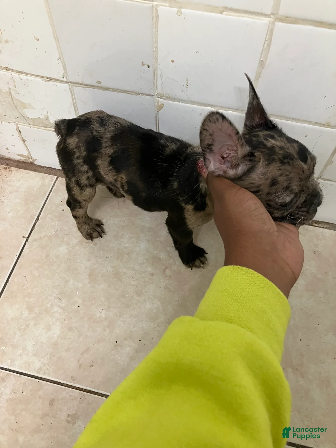 French Bulldog dogs for sale: French Bulldog 2 - Ad 2