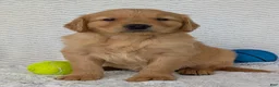 Golden Retriever dogs for sale: Murphy  - Ad 5