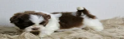 Shih Tzu dogs for sale: Nano - Ad 3