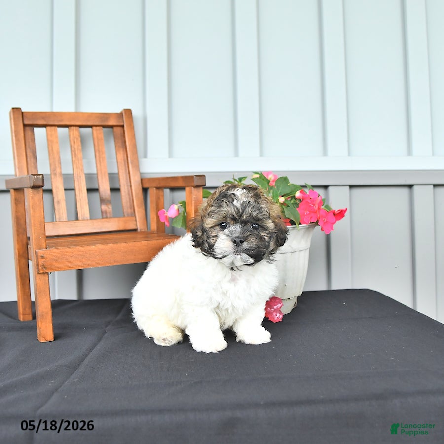 Shihpoo dogs Patrick - Ad 2