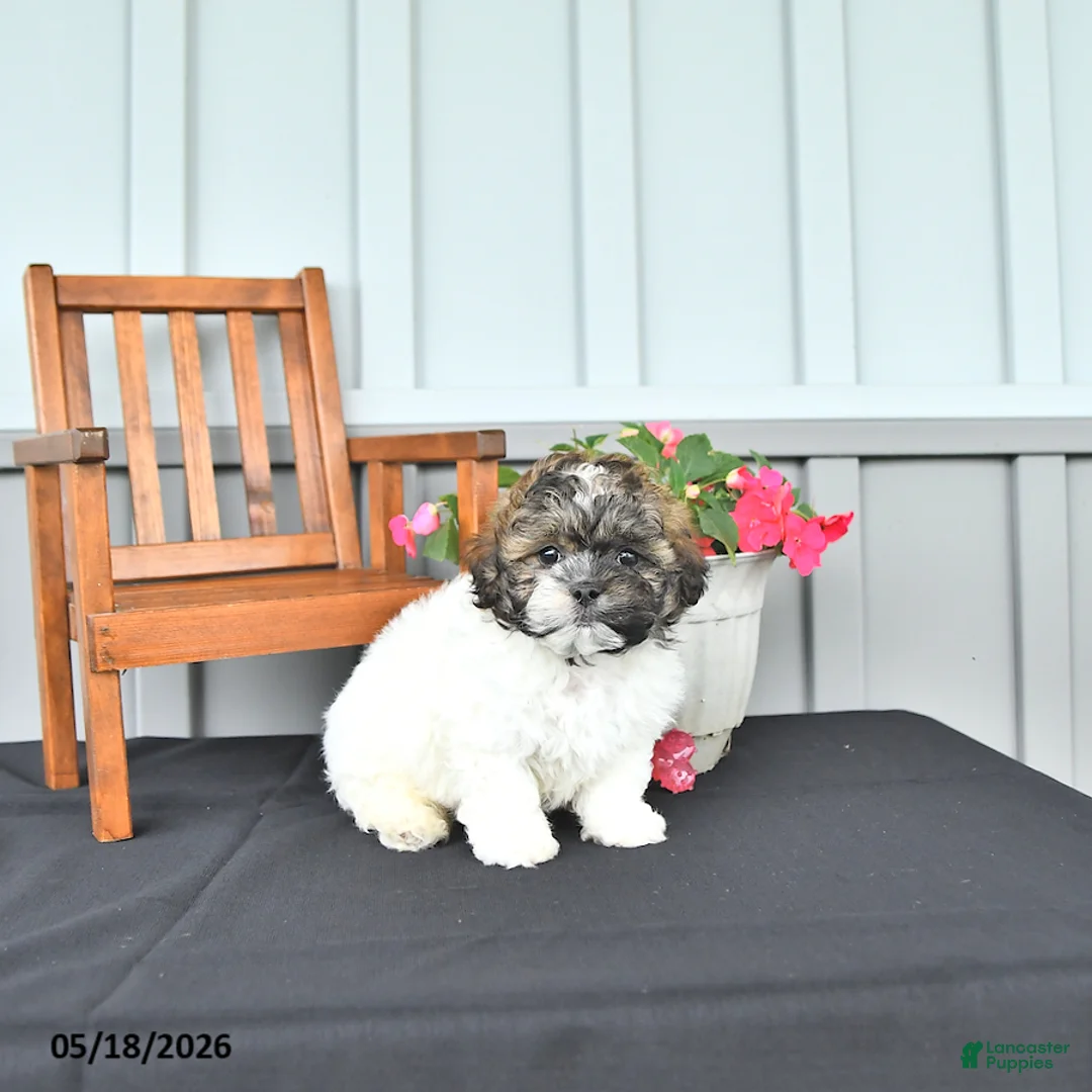 Shihpoo dogs for sale: Patrick - Ad 2