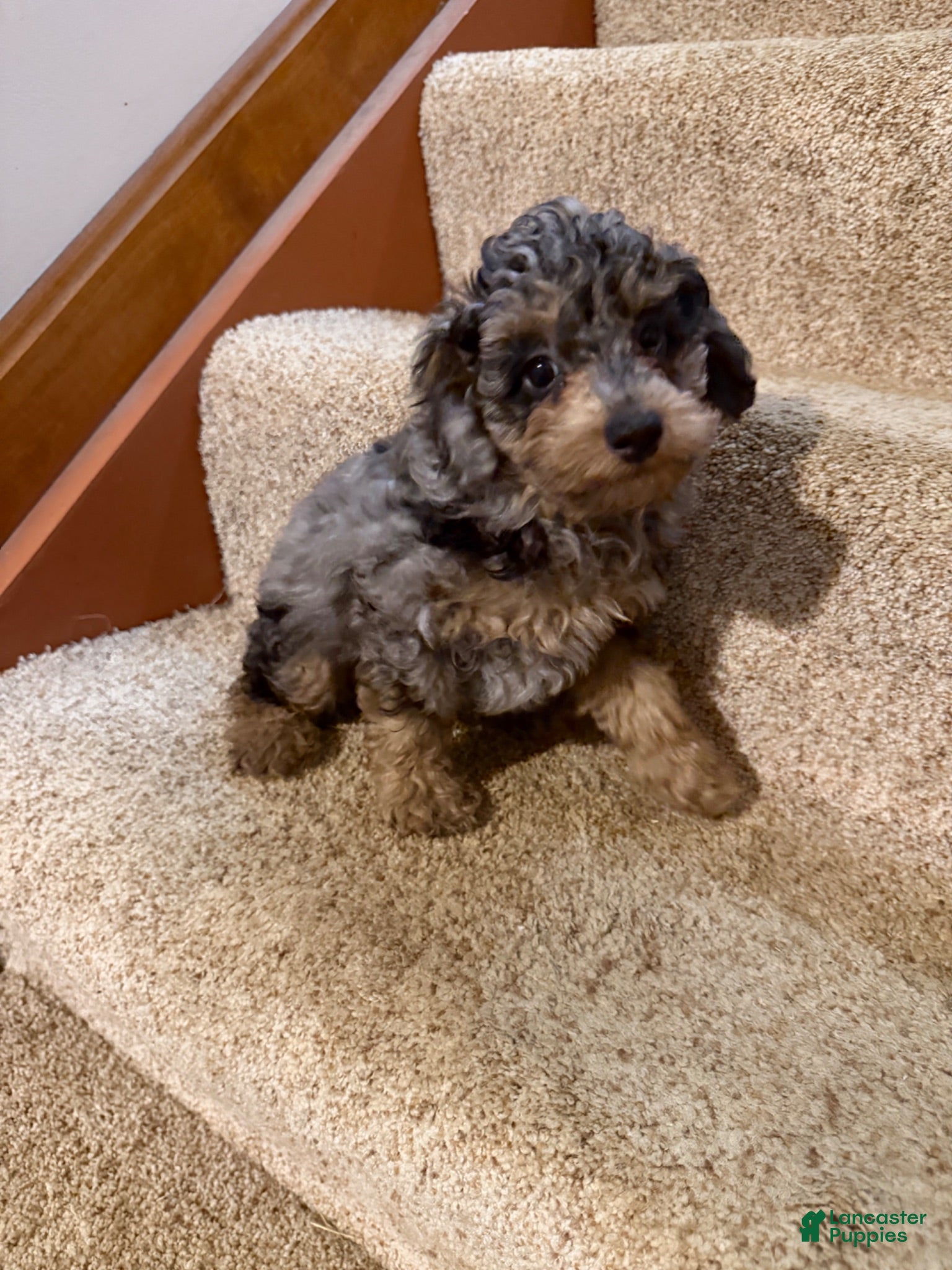 Miniature Poodle dogs Fabio - Ad 1